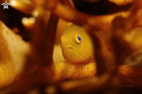 A Emerald coral goby