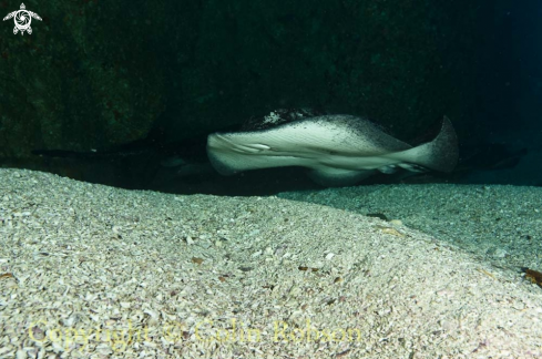 A stingray