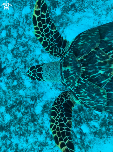 A Hawksbill sea trutle