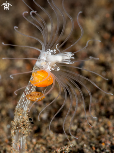 A Bug's Amphipod | Bug's Amphipod