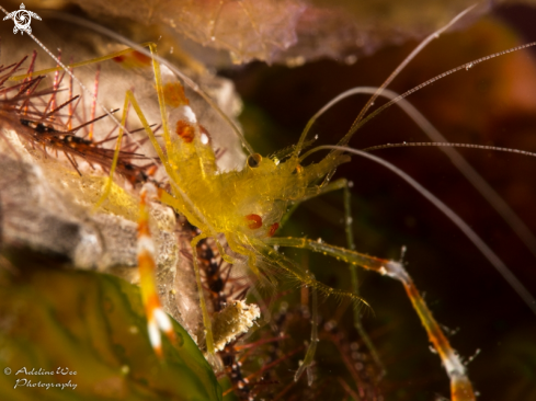 A Golden coral shrimp