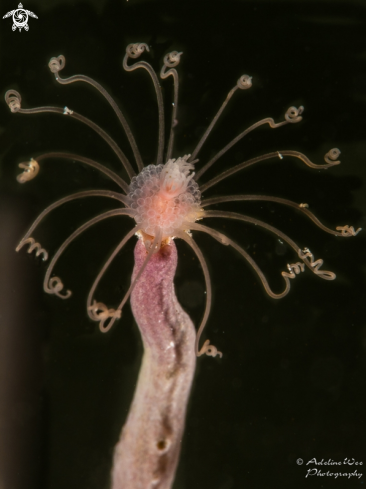 A Gorgonian hydroid 