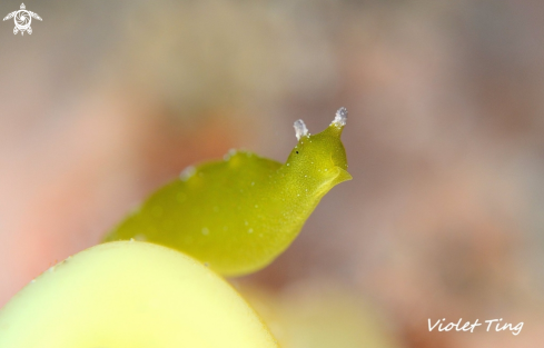 Nudibranch