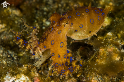 A Blue ring octopus