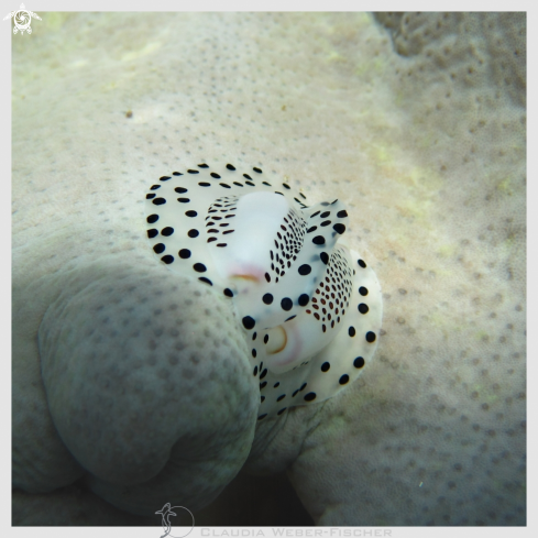 A egg cowrie