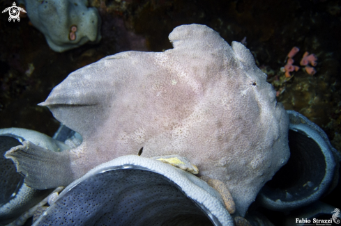 A Frogfish