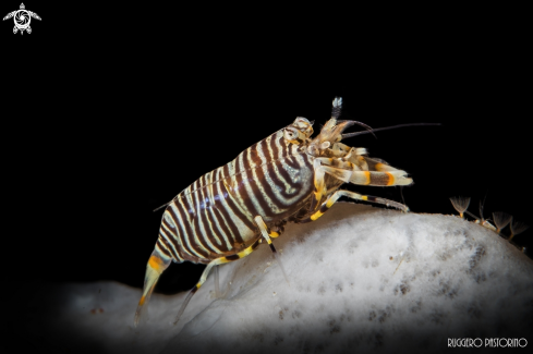 A Gnathophyllum americanum | Bumblebee shrimp