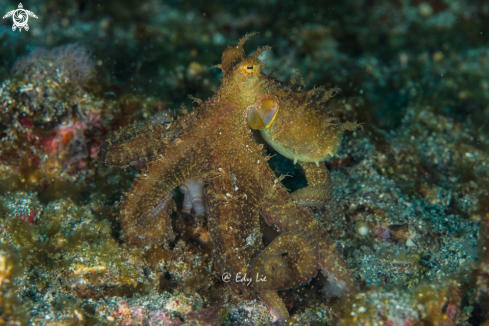 A Algae Octopus