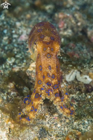 A Blue ring octopus