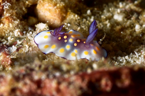 A Chromodoris hintuanensis