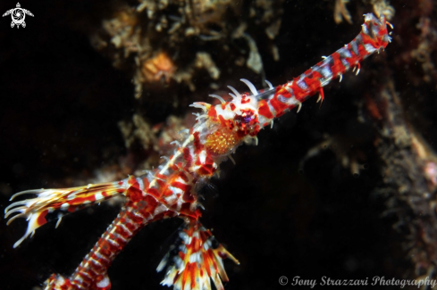 A Ornate Ghostpipefish