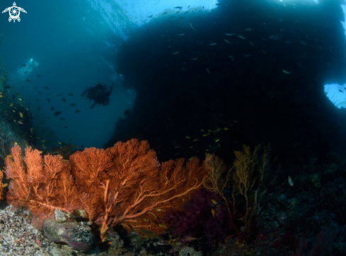 A Sea fan