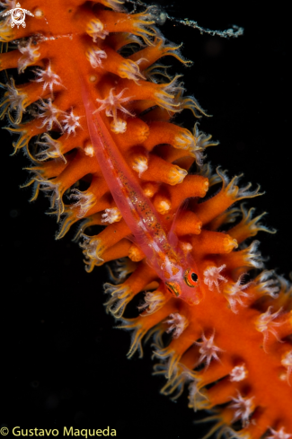 A Coral goby