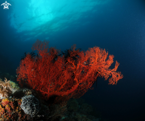 A Sea fan