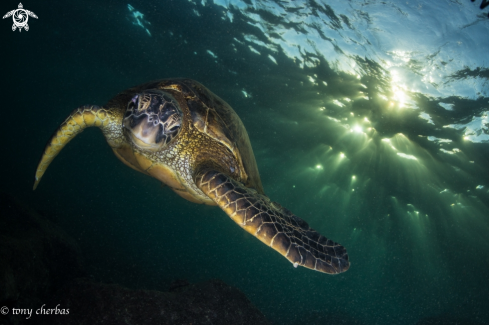 A Green Sea Turtle 