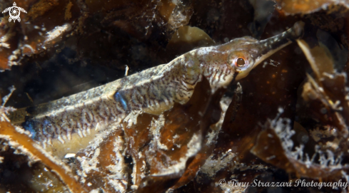 A Tiger pipefish