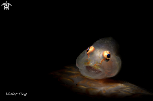 A Soft Coral Goby