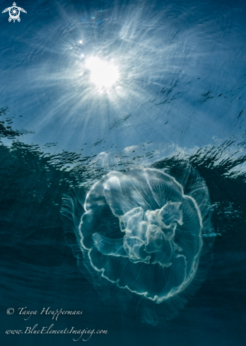 A Moon Jellyfish