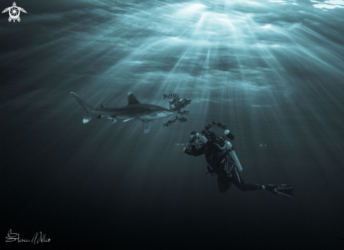 A Oceanic Whitetip Shark