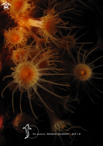 A yellow sun-anemone