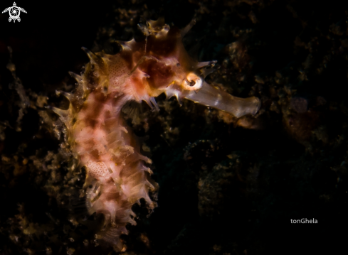 A Thorny Seahorse