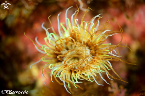 A Cerianthus membranaceus | Cerianto