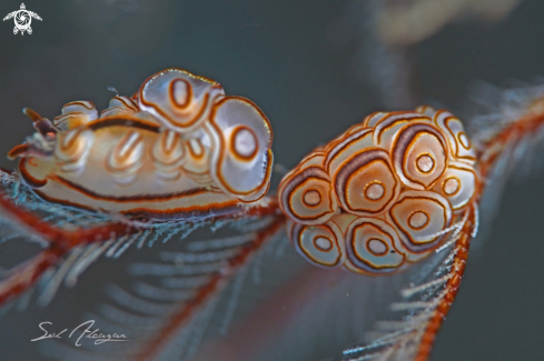 A Nudibranch