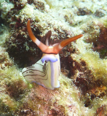 A Nudibranch