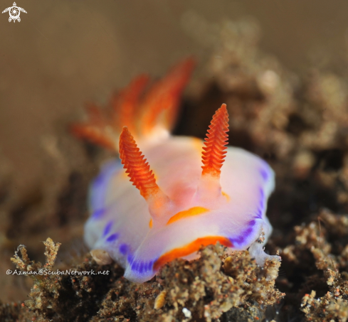 A Thorunna florens | Nudibranch