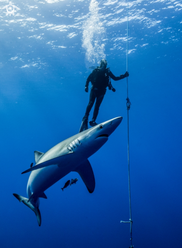 A blue shark