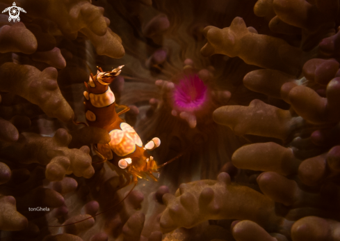 A Thor Amboinensis | Sexy Anemone Shrimp