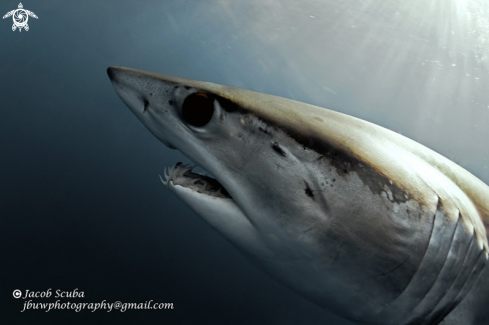 A Mako shark