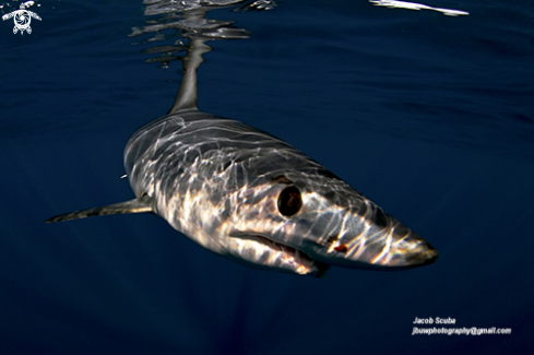 A Mako shark