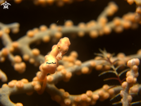 A denise pygmy seahorse