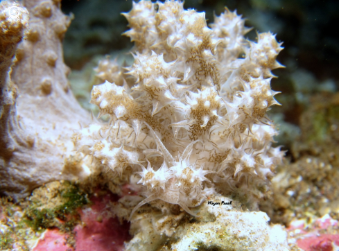 A phyllodesmium