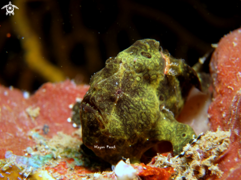 A Frogfish