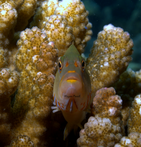 A Hawkfish