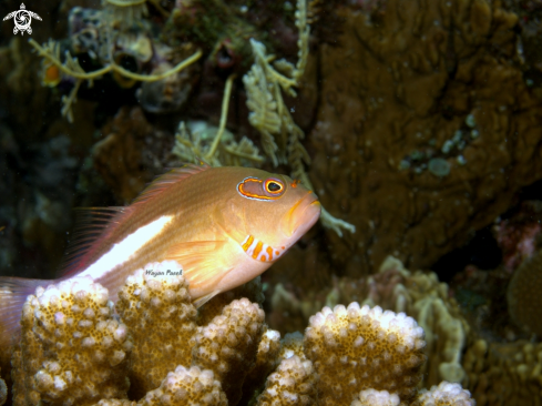 A Hawkfish