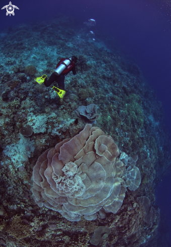 A Foliose Coral