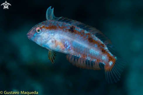 A Xyrichtys novacula | Galán juvenil