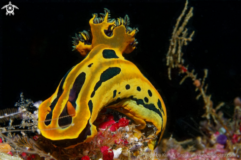 A Nudibranche