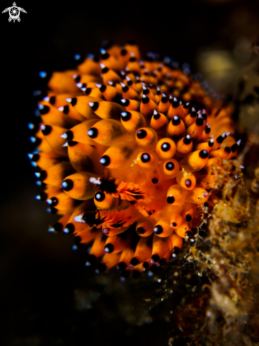 A Nudibranch