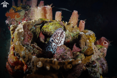 A Spotted Moray Eel 