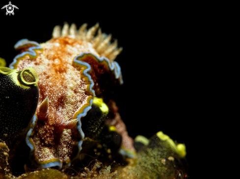 A glossodoris cincta