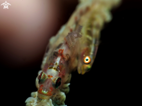 A goby