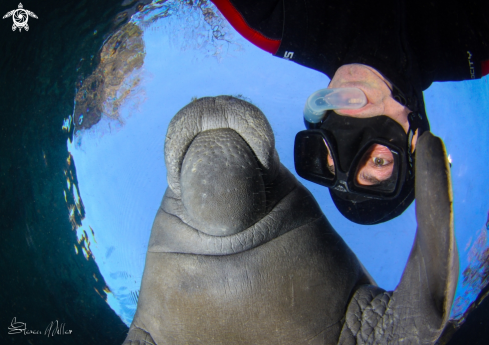 A Florida Manatee