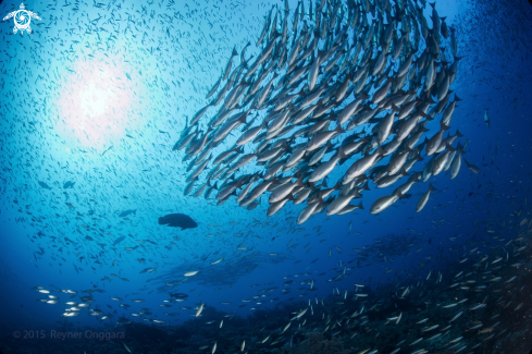 A Schooling Snapper, Barracuda, a Napoleon