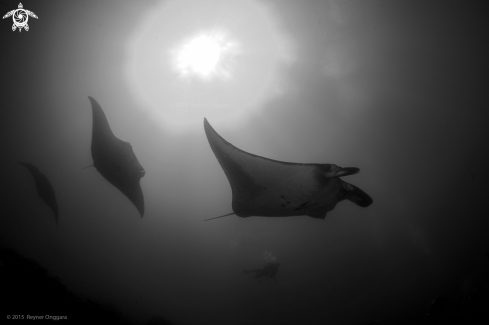 A Manta Ray