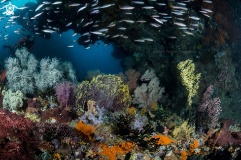 A Reef Scape