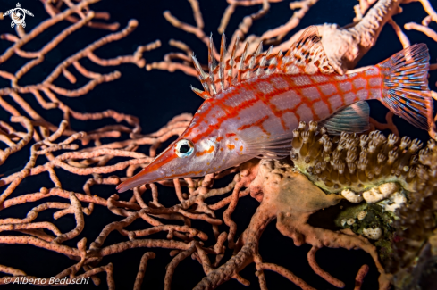 A Longnose Hawkfish